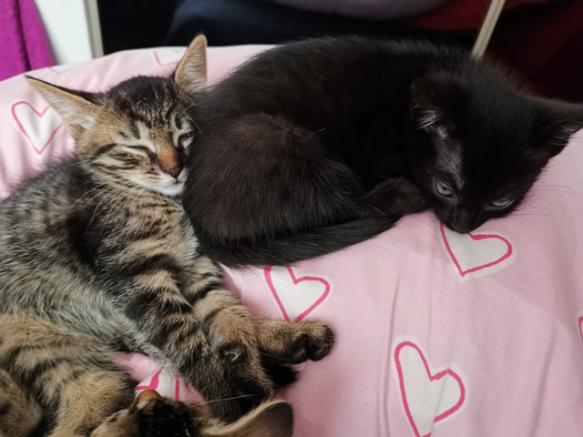 Adoptusie. Burasek Robuś. W domu :)