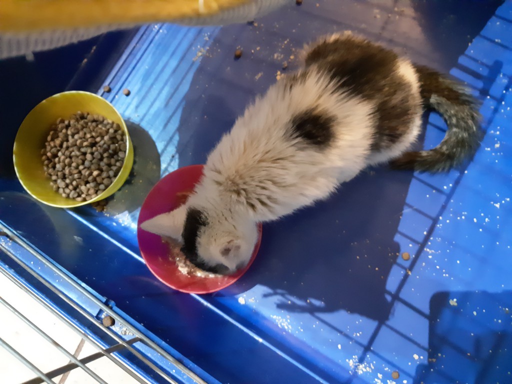Telma i Lui w domach :) Alf także :)