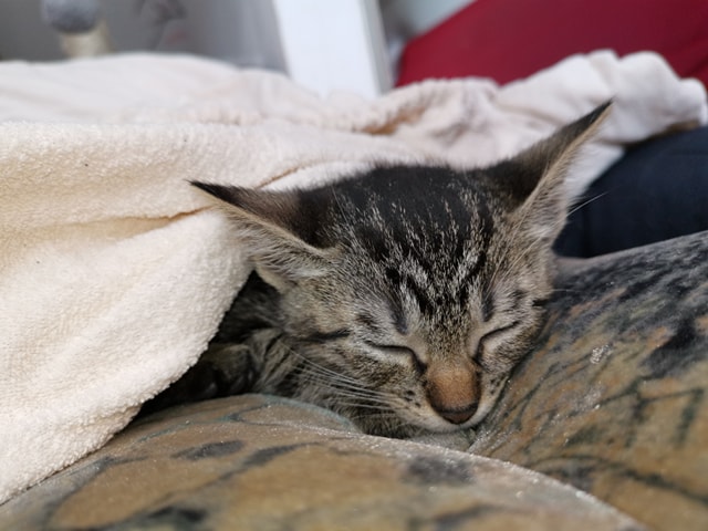 Adoptusie. Burasek Robuś. W domu :)