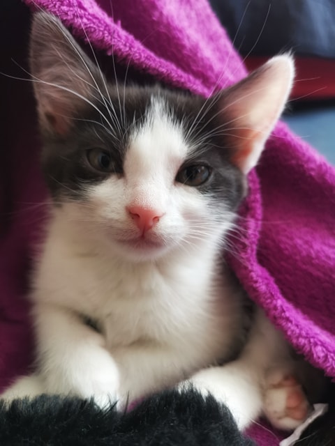 Adoptusie. Dobrusia milusia. W domu :)
