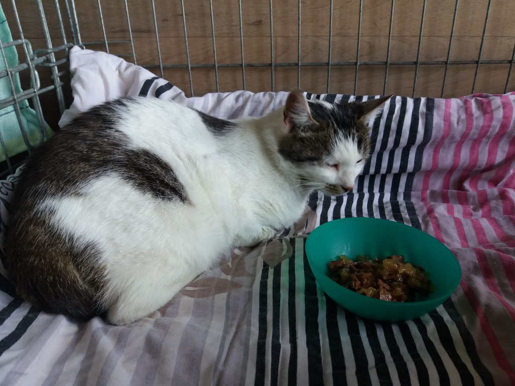 Manu i Fruzia – dwie sierotki - adoptowane :)
