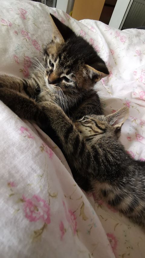 Adoptusie. Burasek Robuś. W domu :)