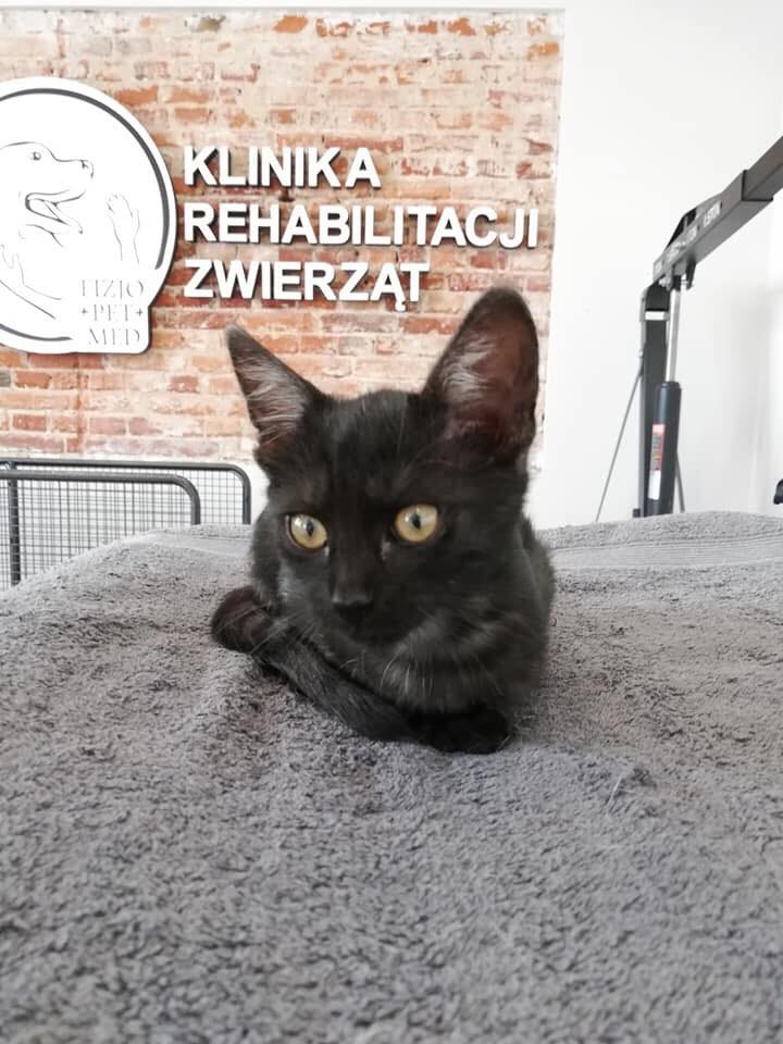 Bryś z bezwładną łapką - nowe życie :)