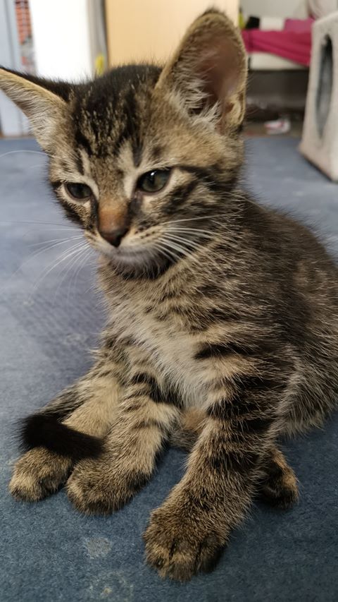 Adoptusie. Burasek Robuś. W domu :)