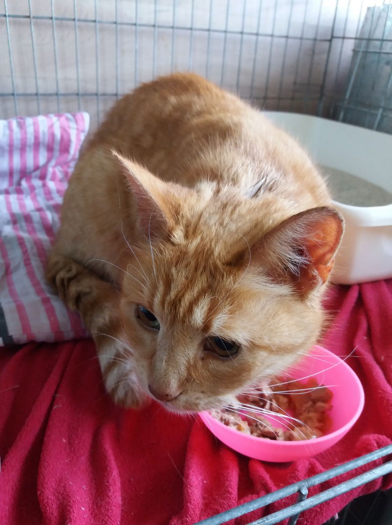 Manu i Fruzia – dwie sierotki - adoptowane :)