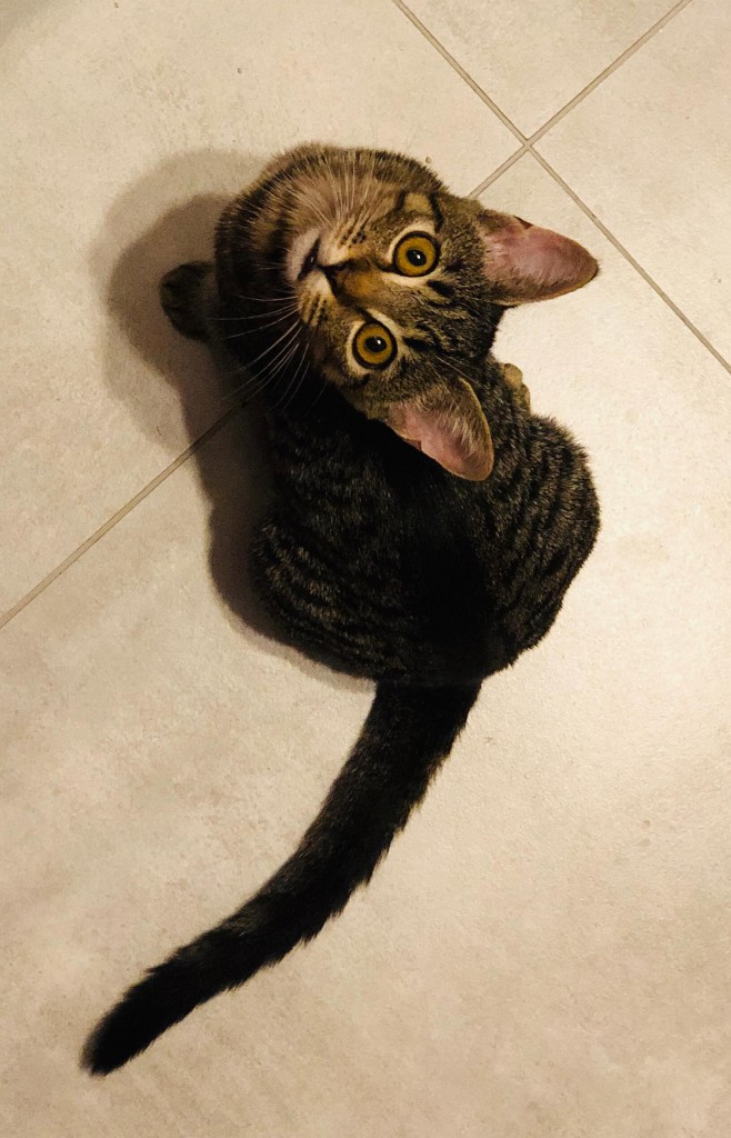 Adoptusie. Lidka. W domu :)