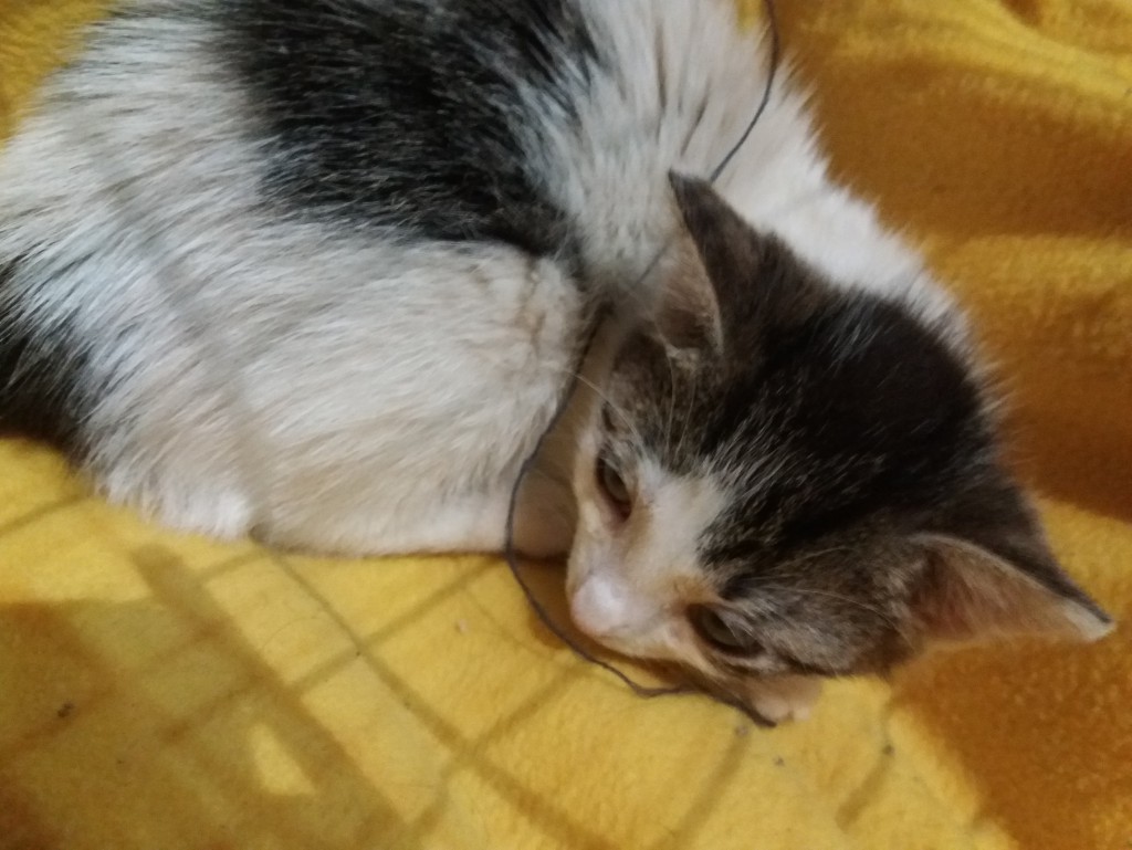 Telma i Lui w domach :) Alf także :)