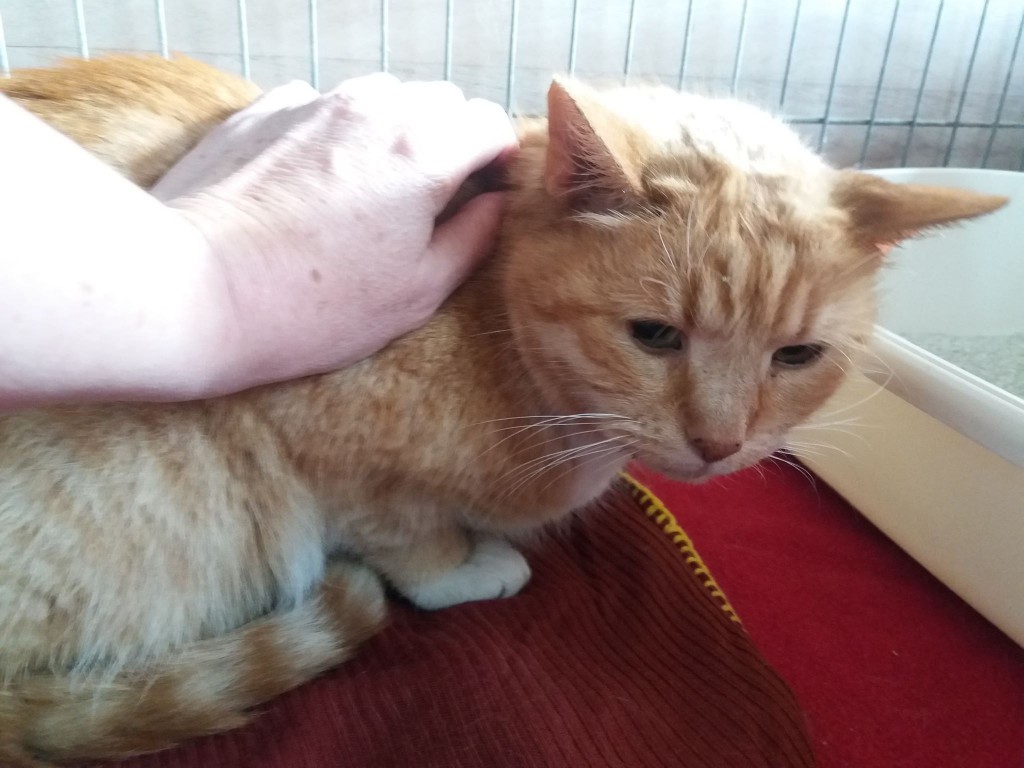 Manu i Fruzia – dwie sierotki - adoptowane :)
