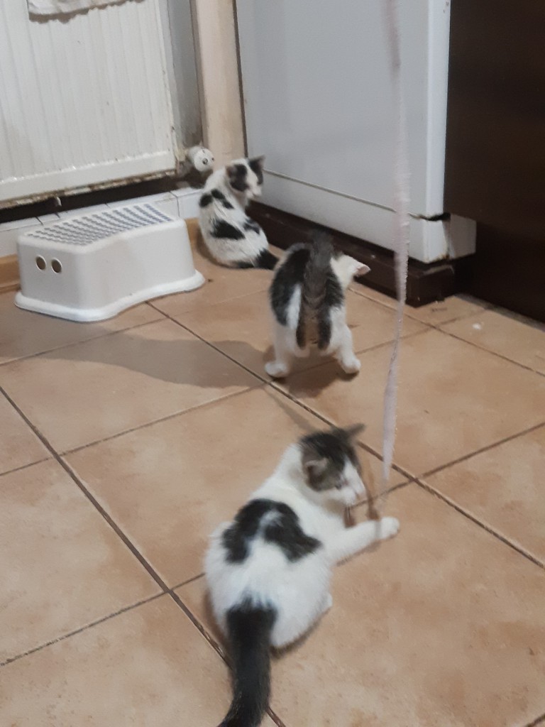 Telma i Lui w domach :) Alf także :)