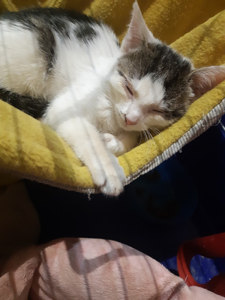 Telma i Lui w domach :) Alf także :)