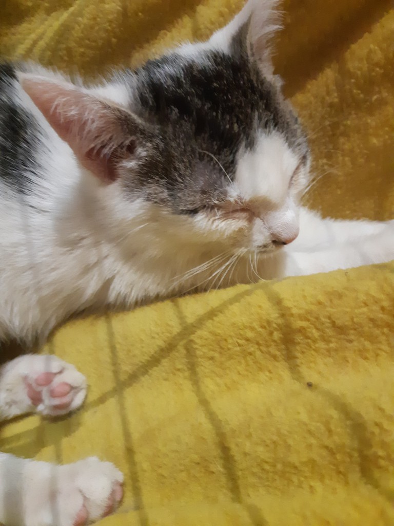 Telma i Lui w domach :) Alf także :)