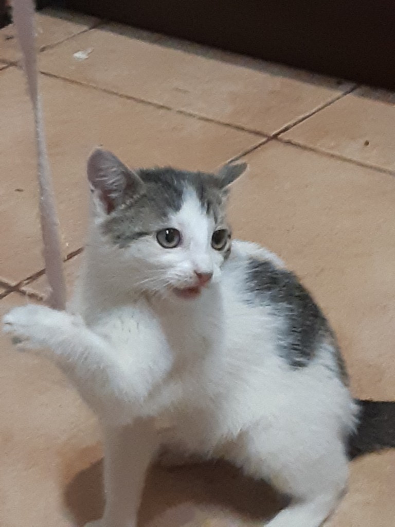 Telma i Lui w domach :) Alf także :)