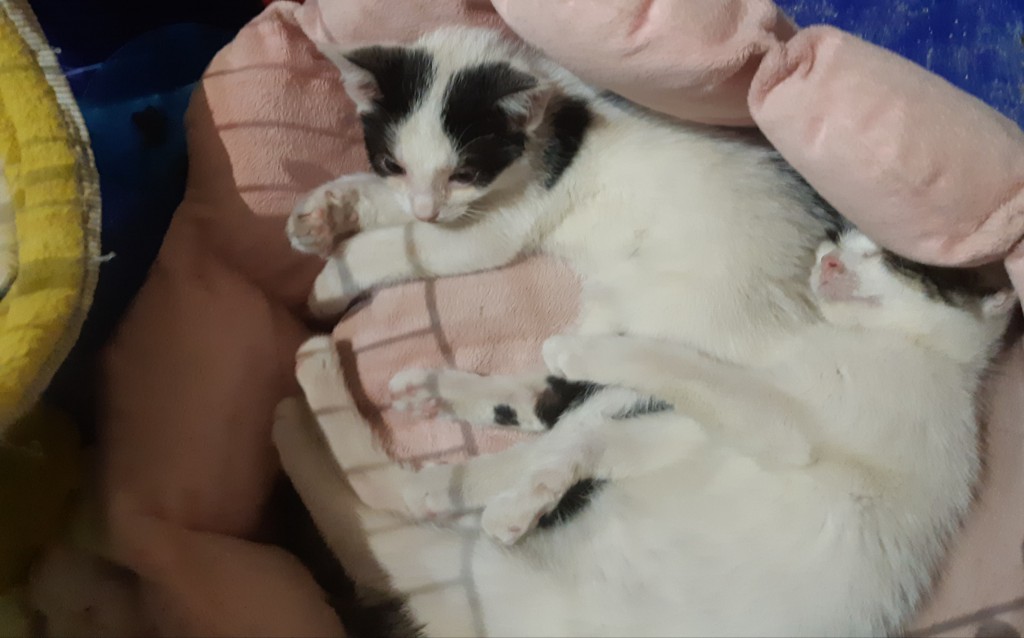 Telma i Lui w domach :) Alf także :)