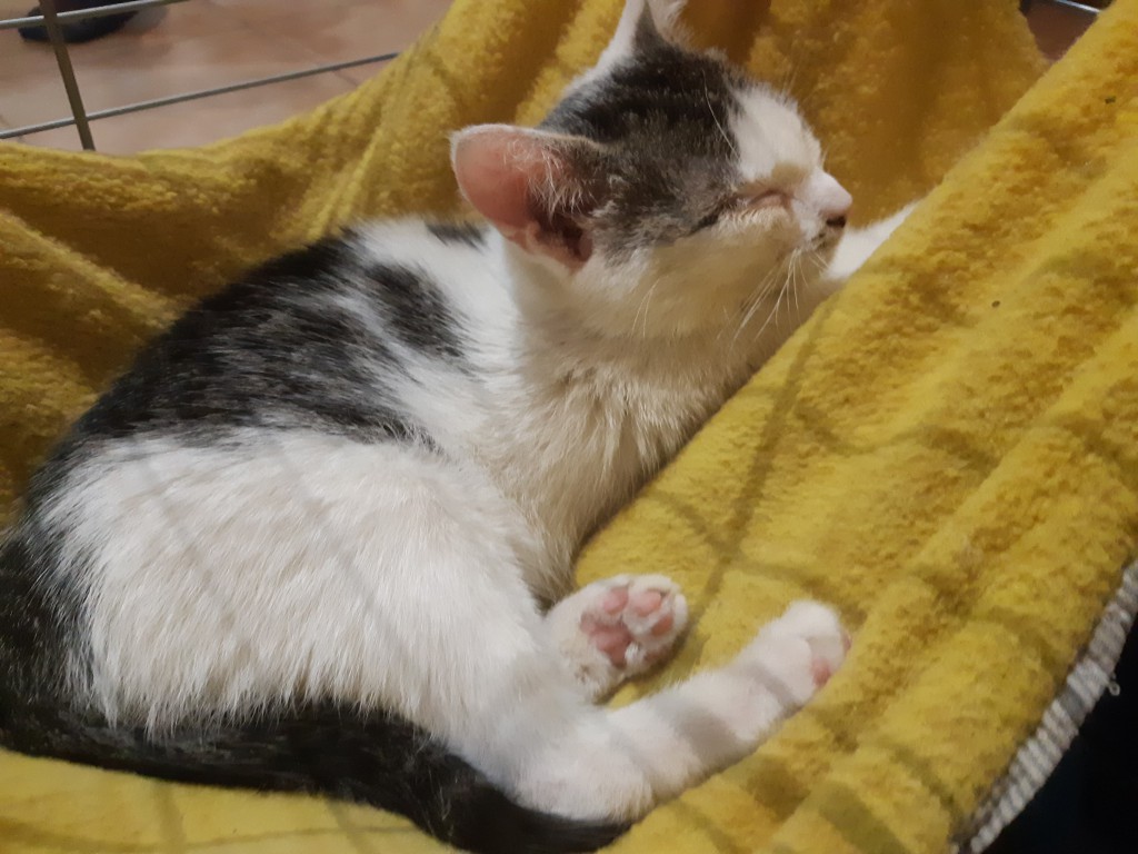 Telma i Lui w domach :) Alf także :)