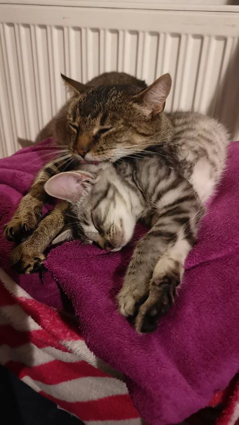 Mamusia burasia została Balbinką - adoptowana :)