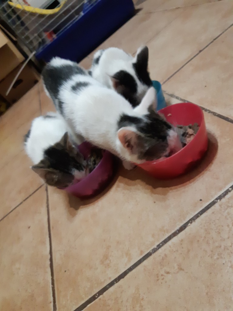 Telma i Lui w domach :) Alf także :)