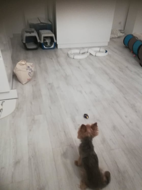 Manu i Fruzia – dwie sierotki - adoptowane :)