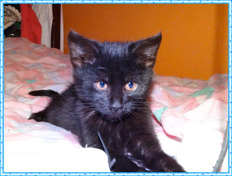 Adoptusie. Rossek. W domu :)