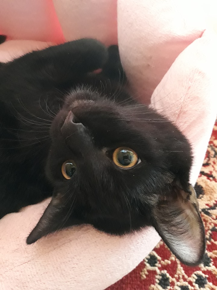 Adoptusie. Benio - kocurek z działek. W domu :)