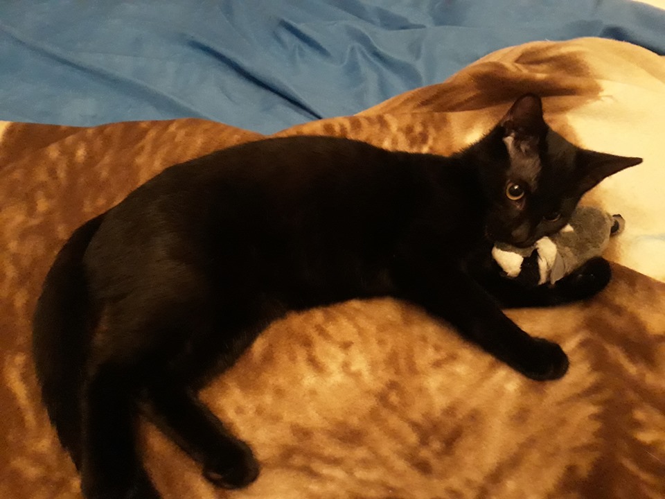 Adoptusie. Benio - kocurek z działek. W domu :)
