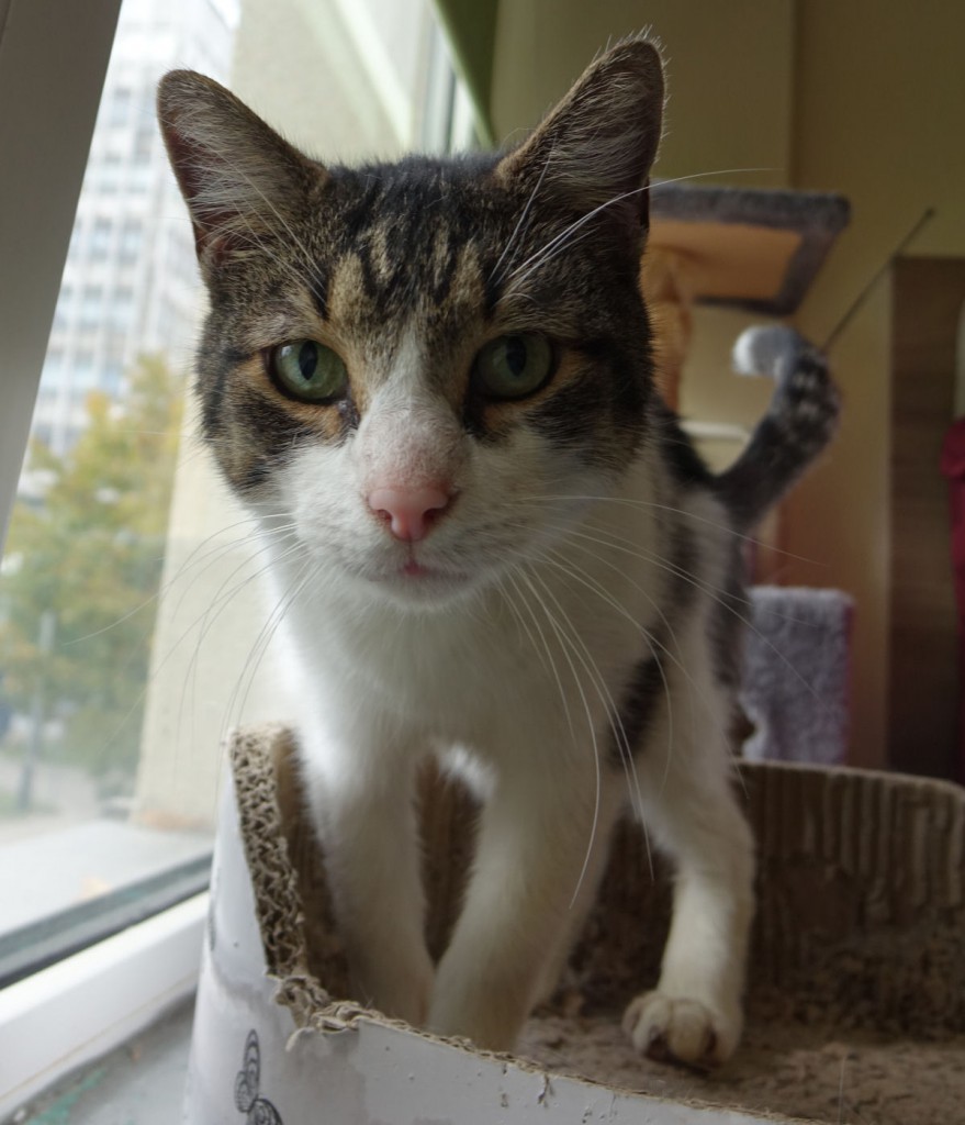 Adoptusie. Zeus. Adoptowany :)