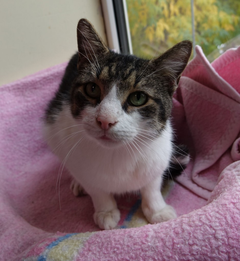 Adoptusie. Zeus. Adoptowany :)