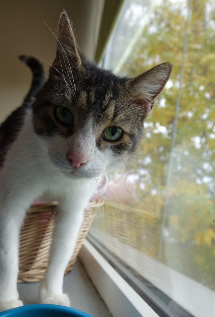 Adoptusie. Zeus. Adoptowany :)