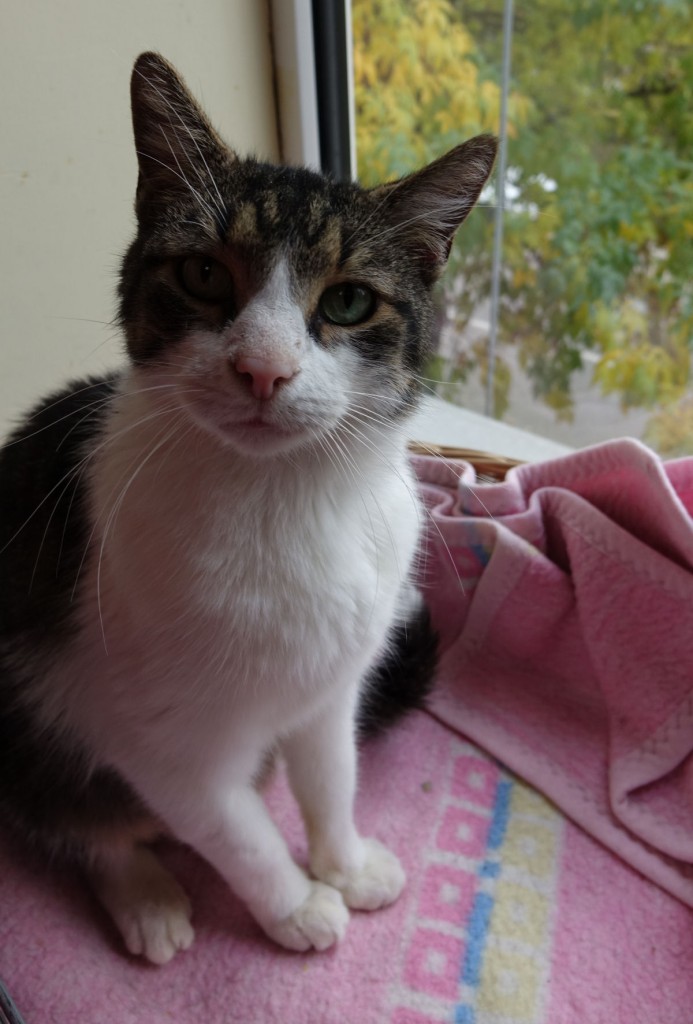 Adoptusie. Zeus. Adoptowany :)