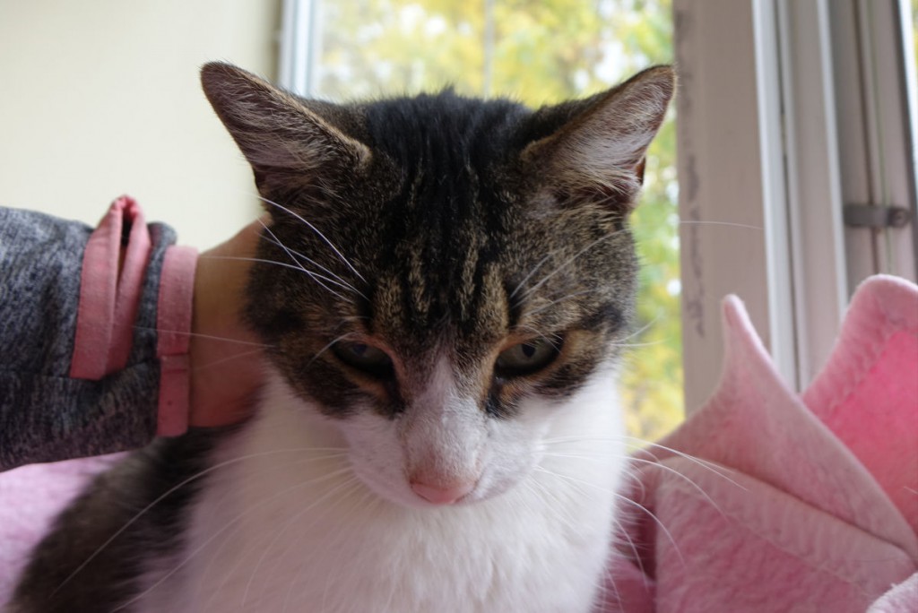 Adoptusie. Zeus. Adoptowany :)
