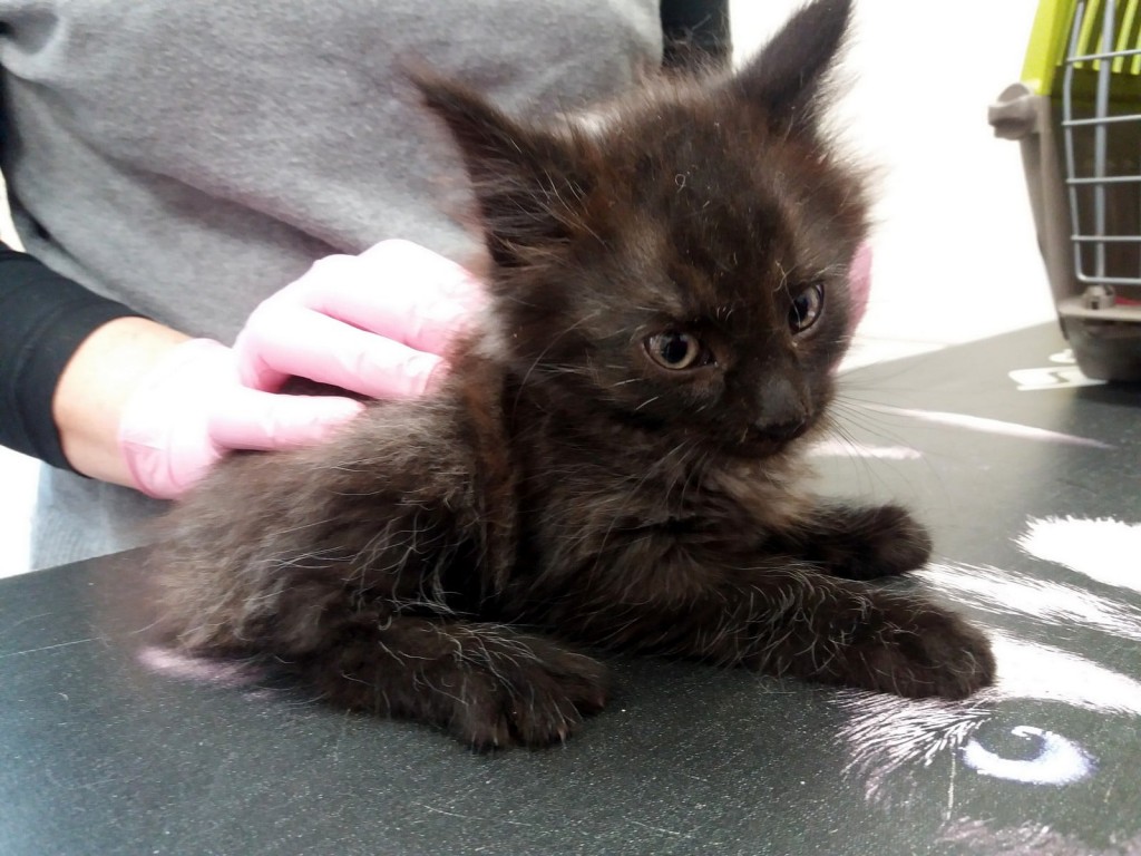 Bali i Joker. Adoptowane :)