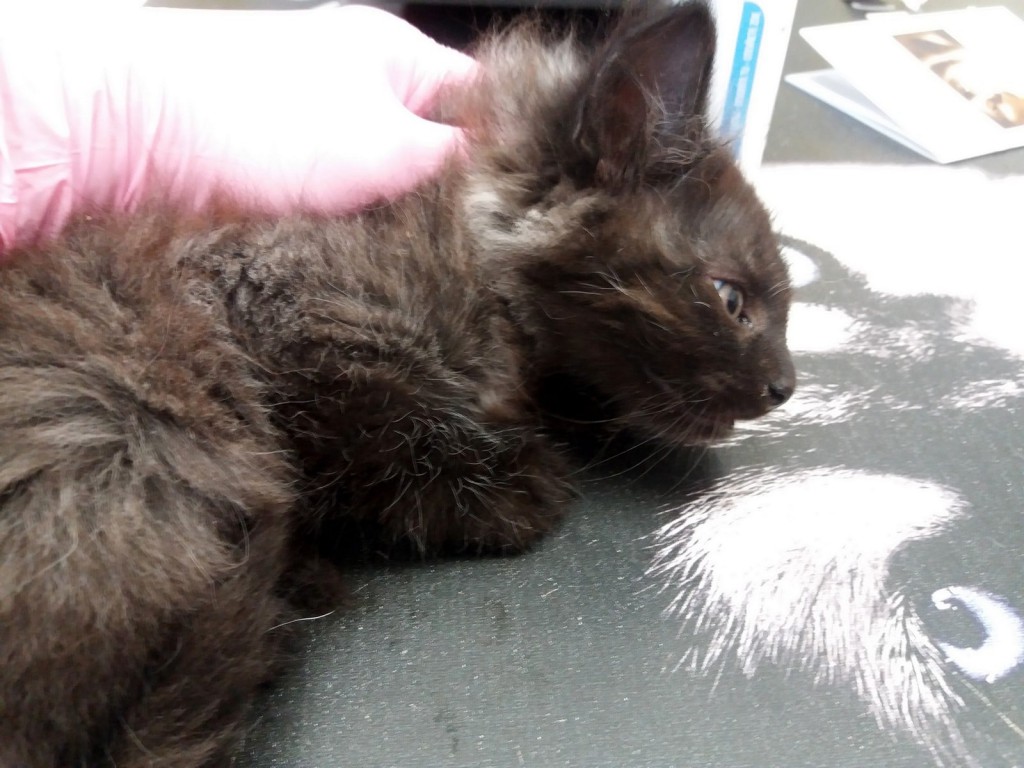 Bali i Joker. Adoptowane :)