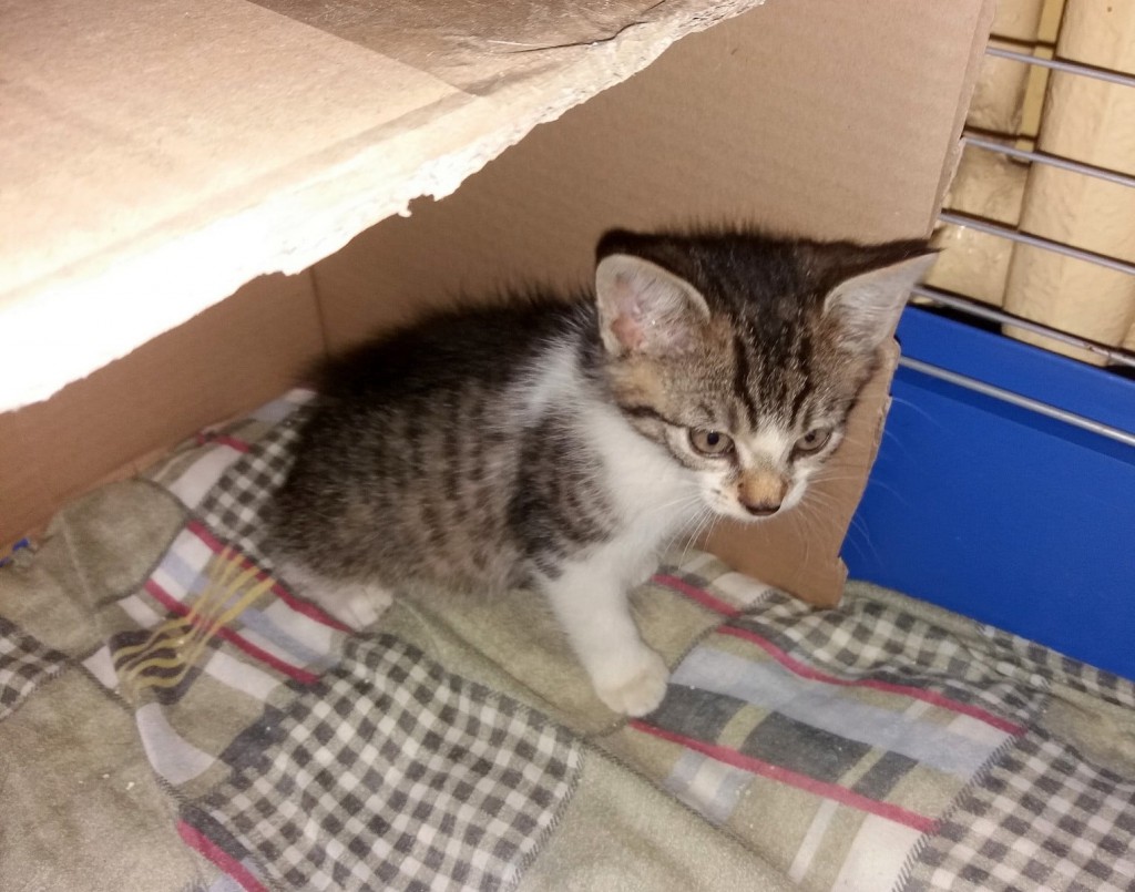 Bali i Joker. Adoptowane :)