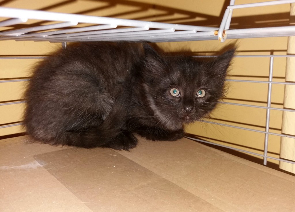 Bali i Joker. Adoptowane :)