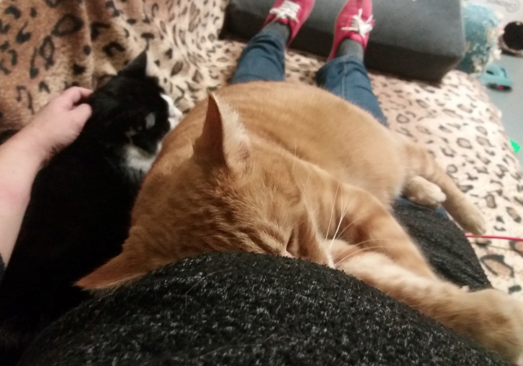 Amon FeLV+ w domu :)