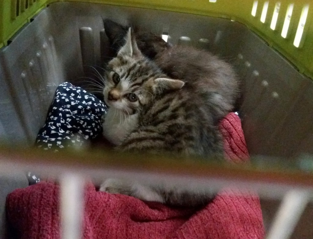 Bali i Joker. Adoptowane :)