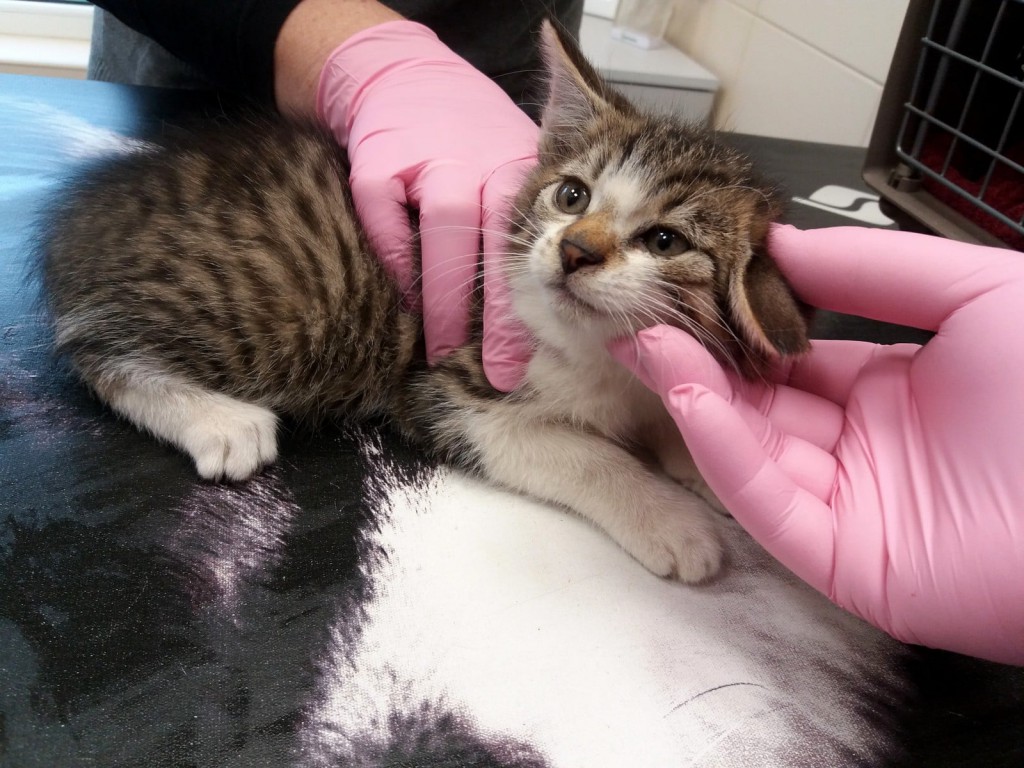 Bali i Joker. Adoptowane :)