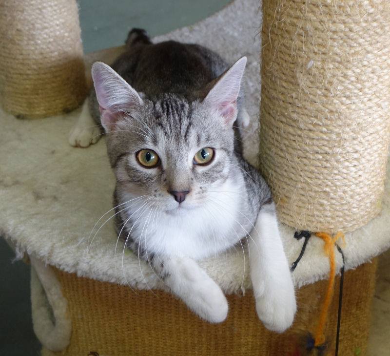 Adoptusie. Grey - wulkan energii. W domu :)