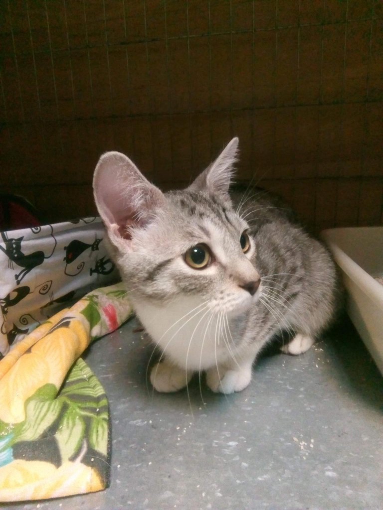 Adoptusie. Grey - wulkan energii. W domu :)