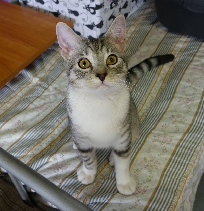 Adoptusie. Grey - wulkan energii. W domu :)