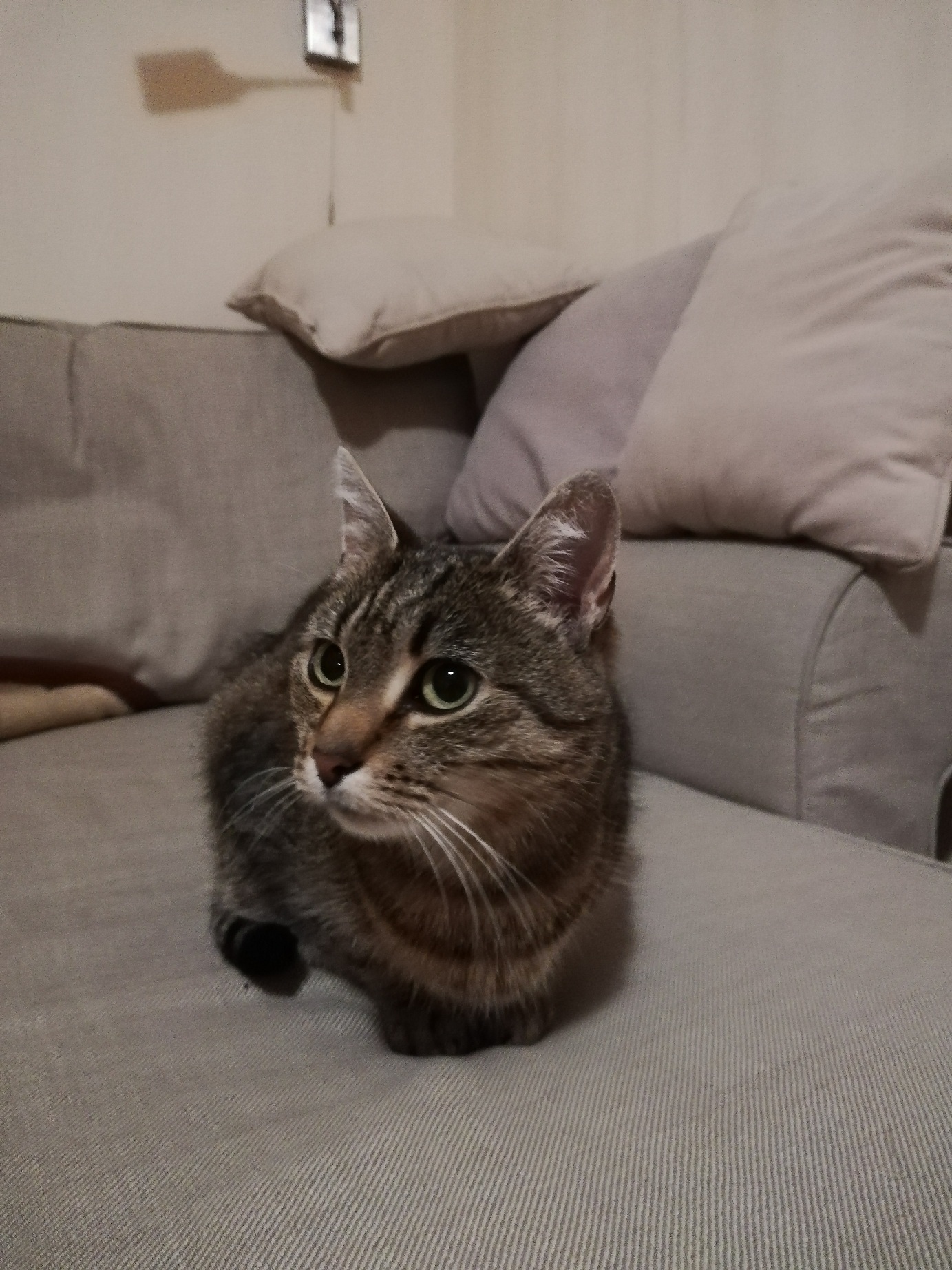 Adoptusie. Lula – gdy umrze opiekun. Adoptowana :)