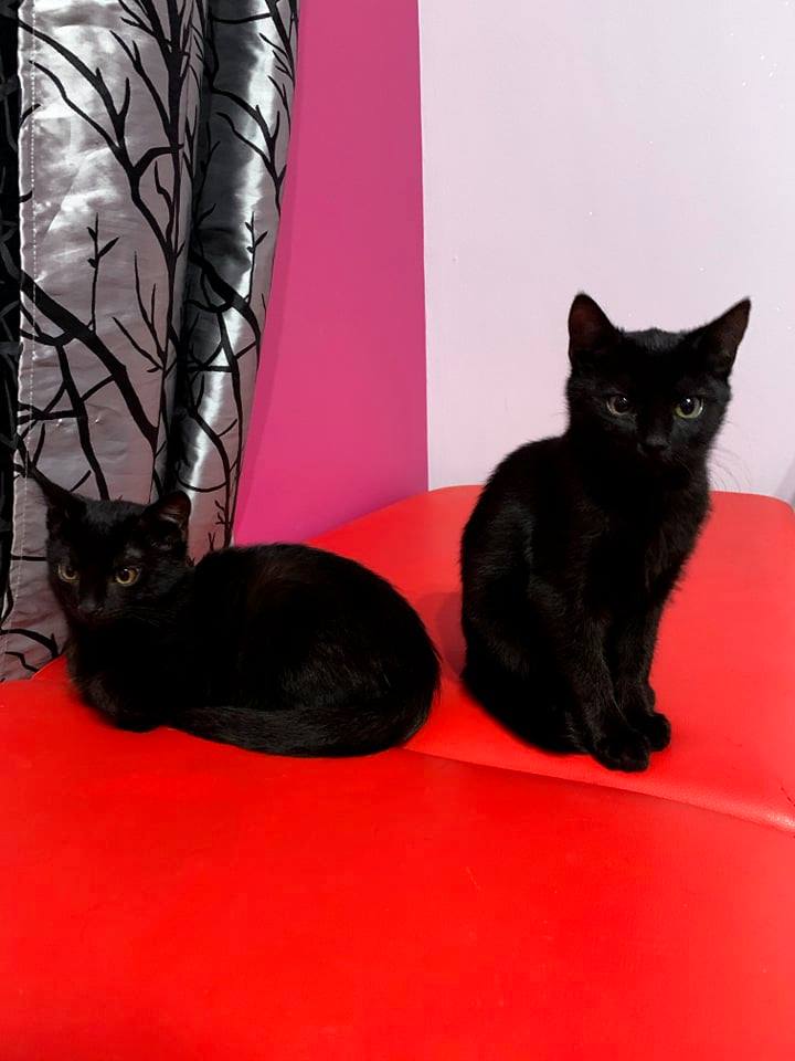 Adoptusie. 3 miesięczna parka do adopcji. Adoptowane :)