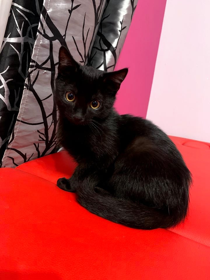 Adoptusie. 3 miesięczna parka do adopcji. Adoptowane :)