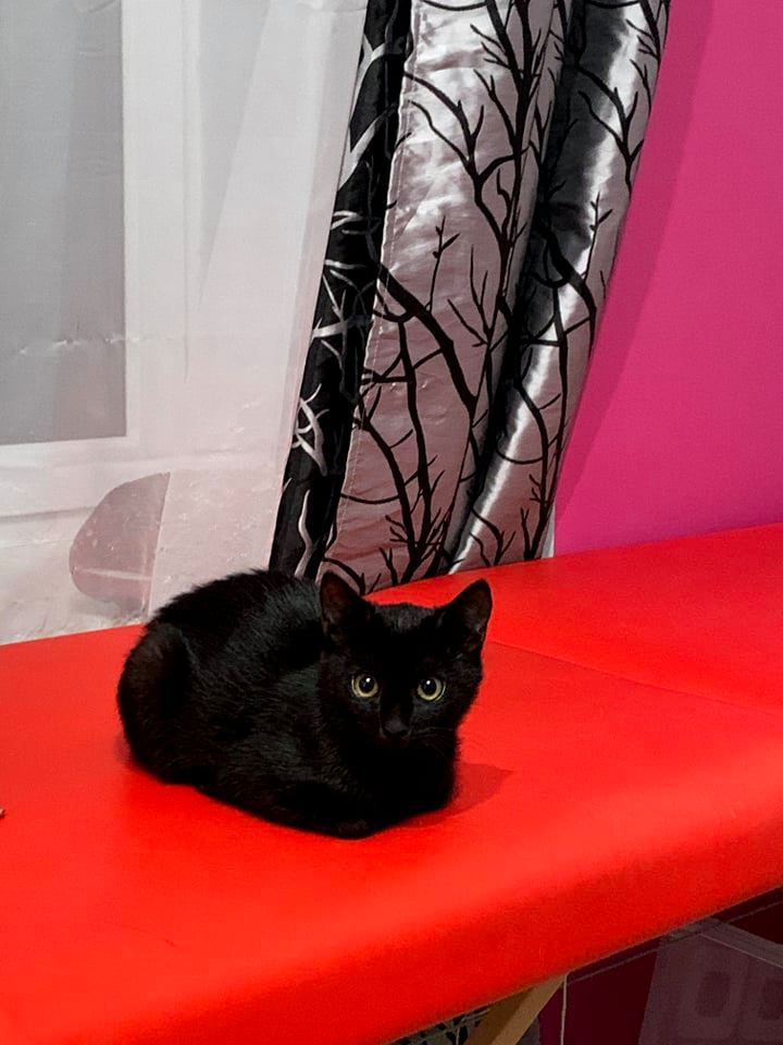 Adoptusie. 3 miesięczna parka do adopcji. Adoptowane :)