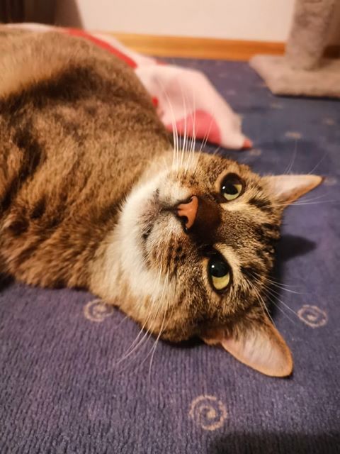 Adoptusie. Balbinka - dzielna mamusia. W domu :)