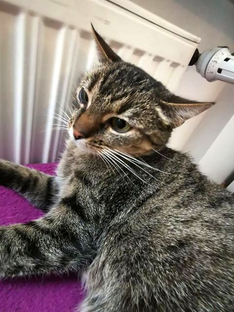 Adoptusie. Balbinka - dzielna mamusia. W domu :)