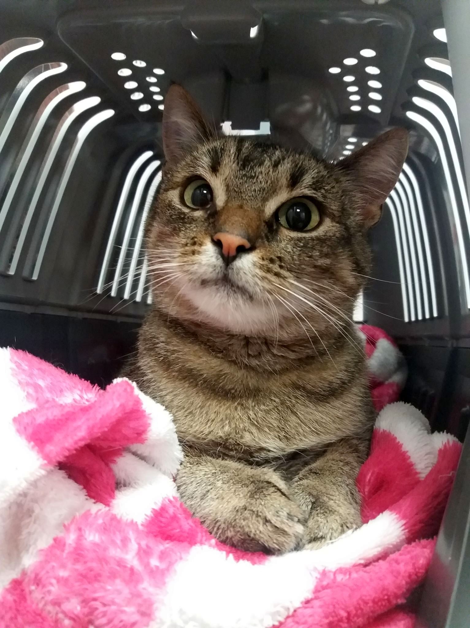 Adoptusie. Balbinka - dzielna mamusia. W domu :)