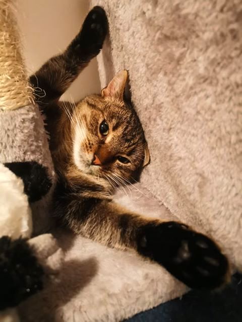 Adoptusie. Balbinka - dzielna mamusia. W domu :)