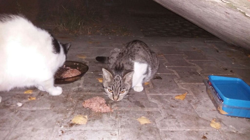 Łatka i Gratka - adoptowane :)