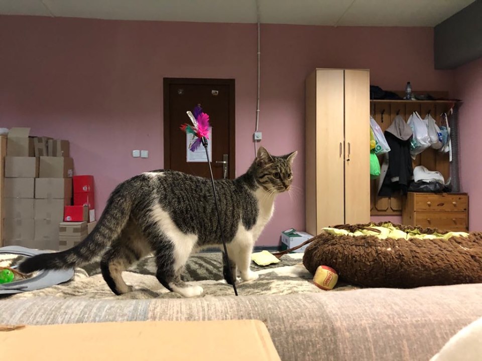 Łatka i Gratka - adoptowane :)