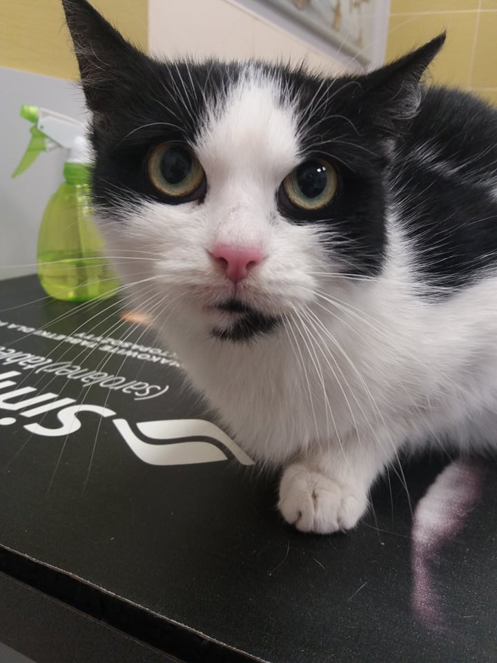 Łatka i Gratka - adoptowane :)